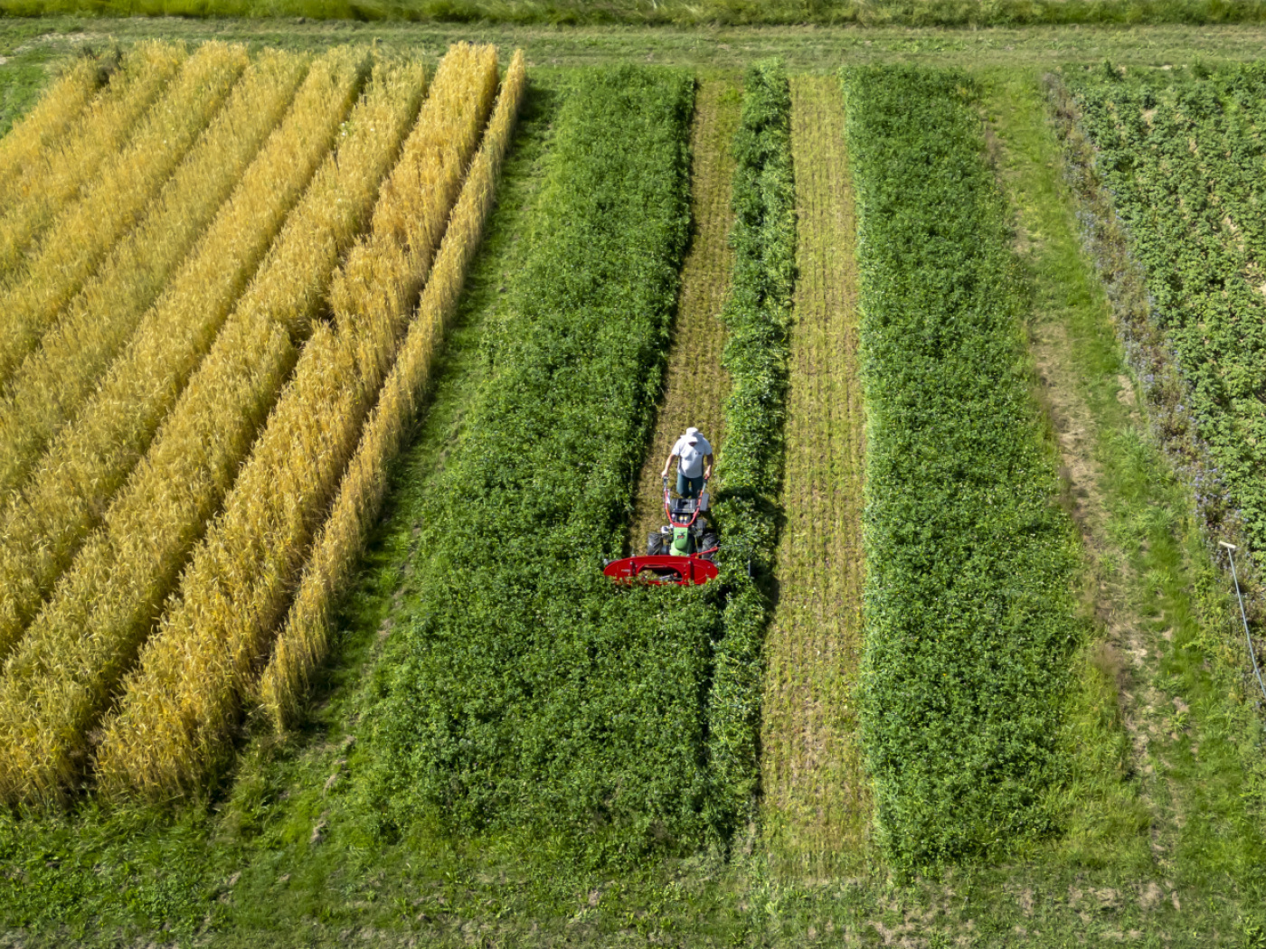 Organic farming is efficient according to 47-year field trial