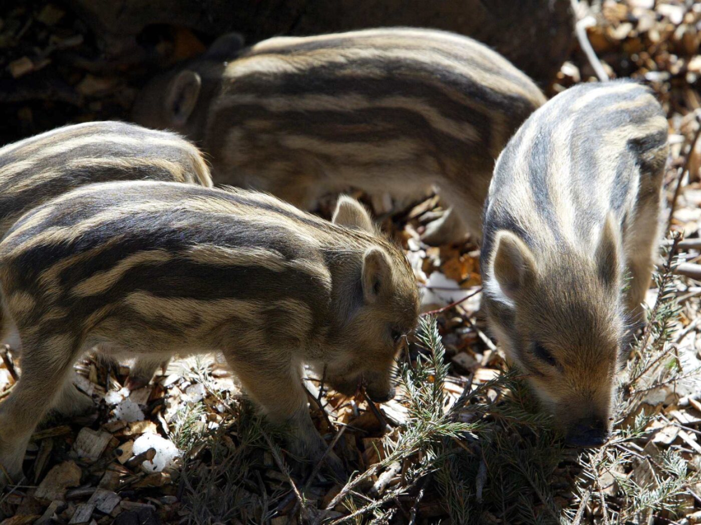 Mikroplastik im Kot von Schweizer Wildtieren gefunden