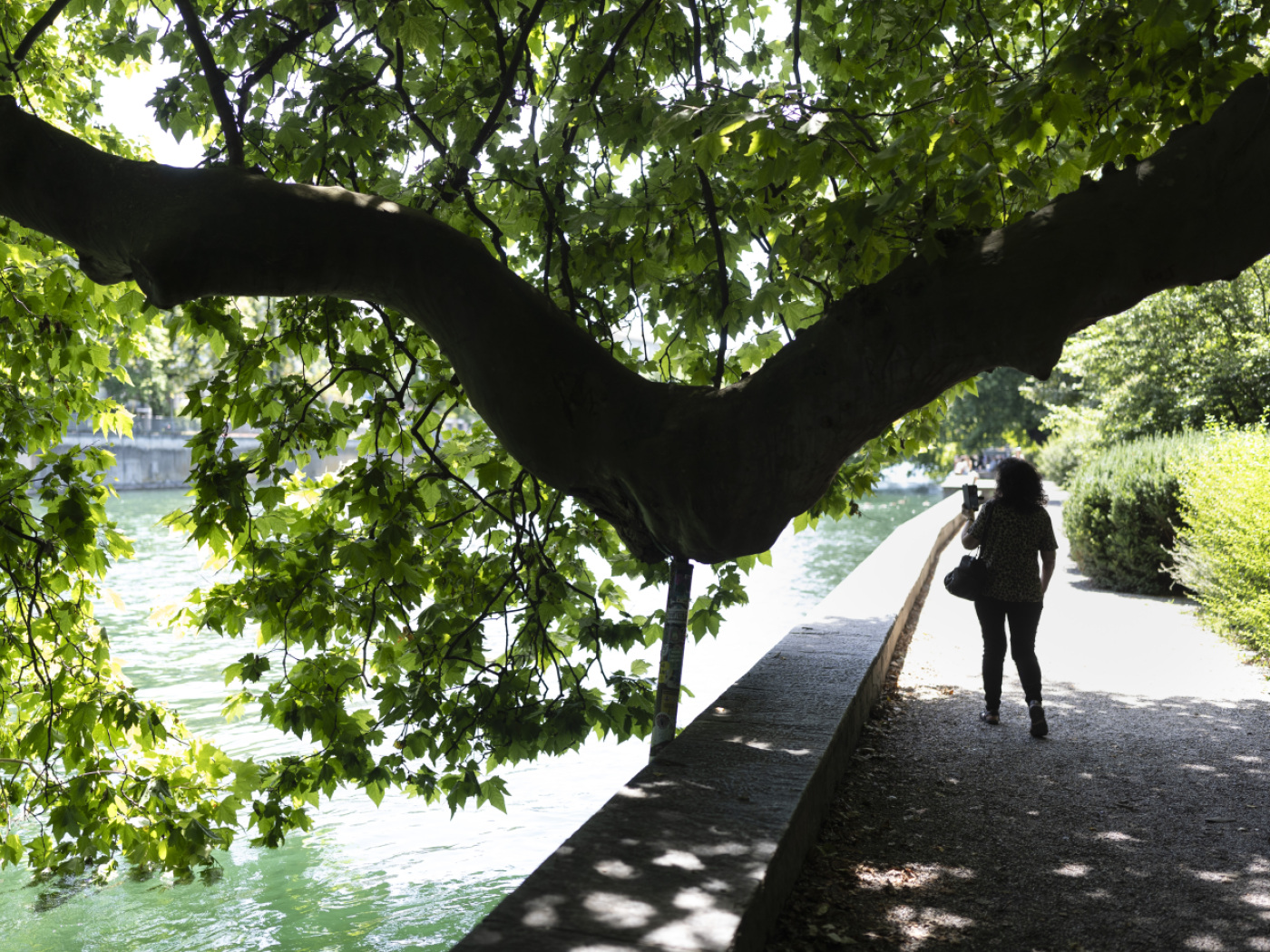 Trees cool cities better than previously assumed