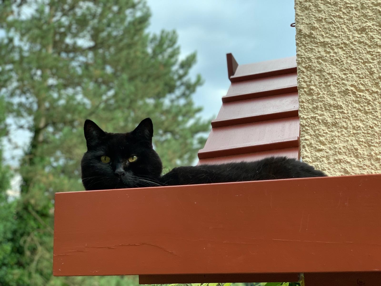 Chat noir sur une échelle à chat