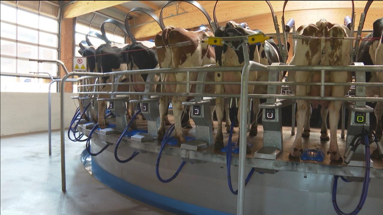 Vaches