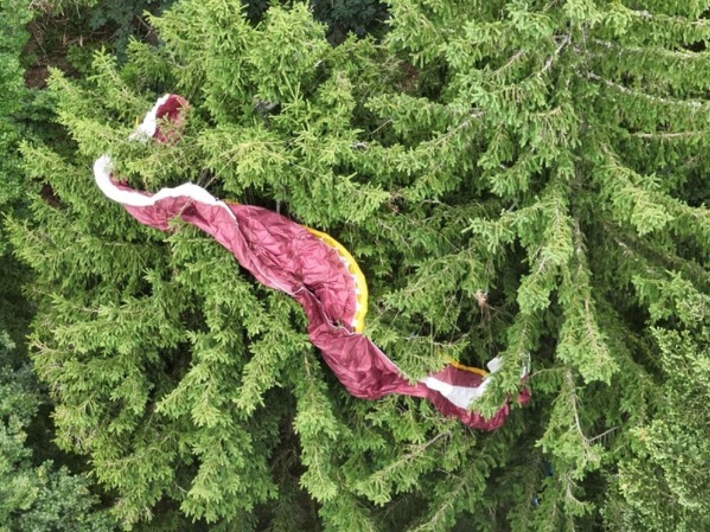 tela di parapendio tra i rami degli alberi