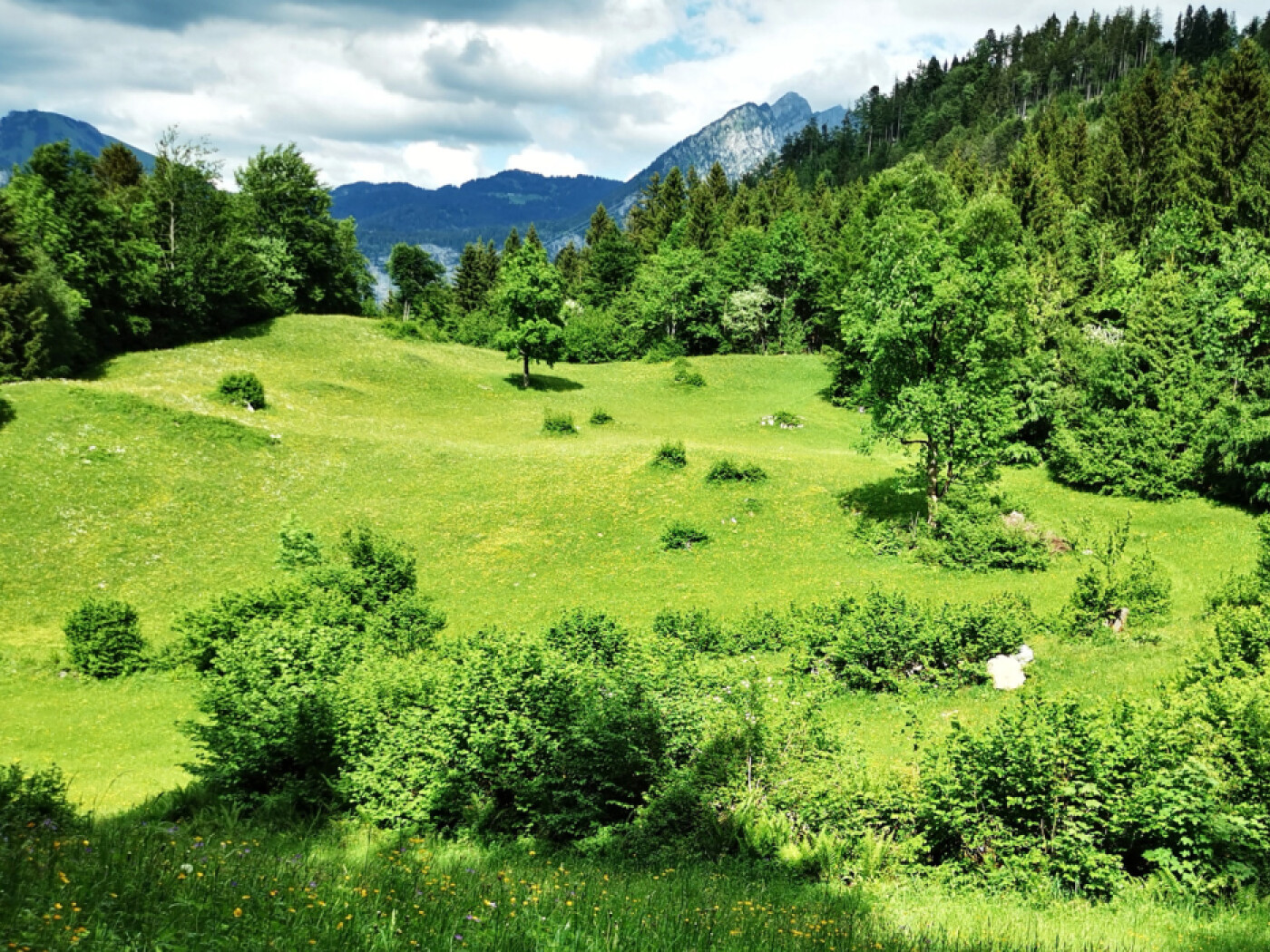 Higher direct payments do not stop scrub encroachment on alpine pastures