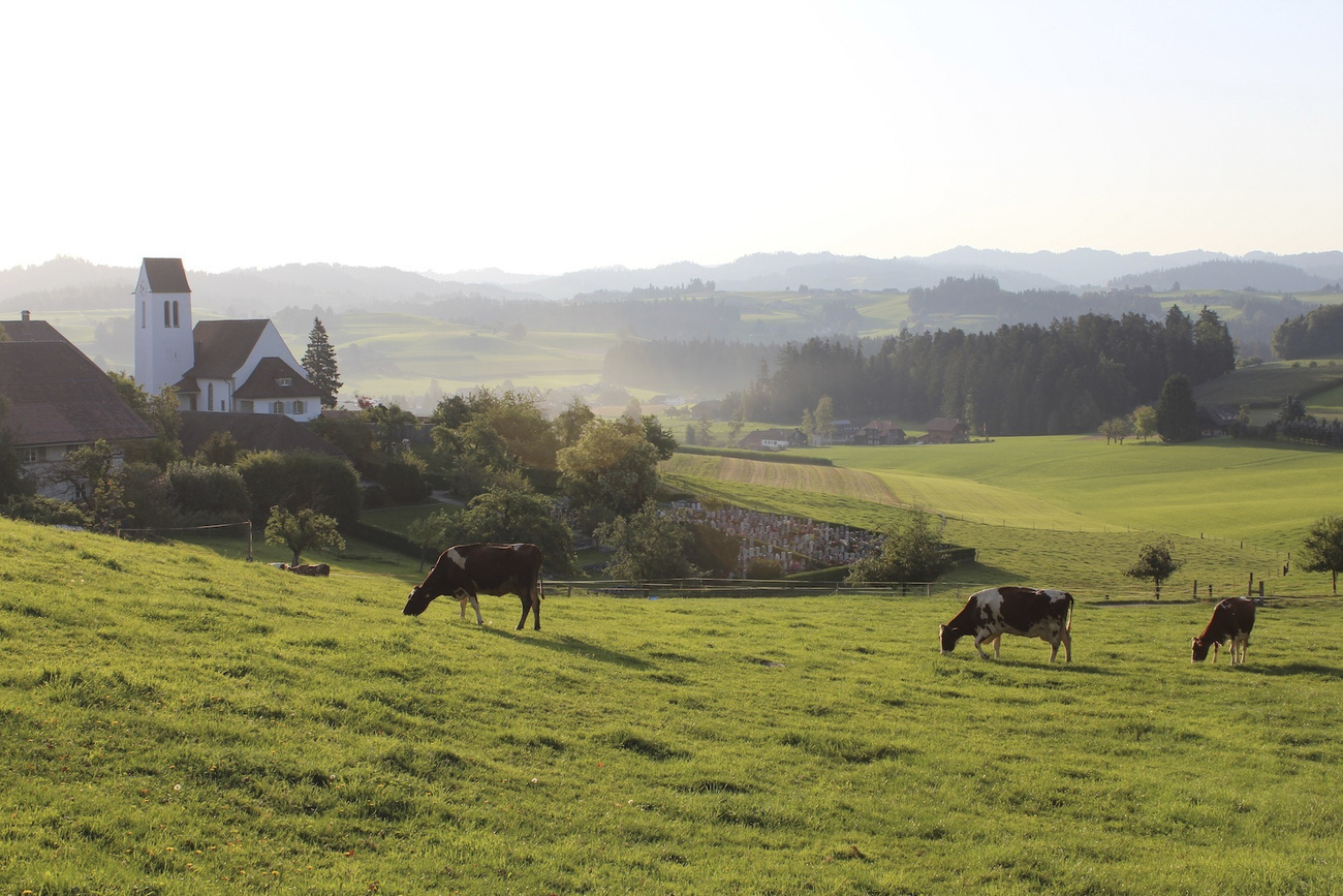 Prati e mucche nella regione Emmental.