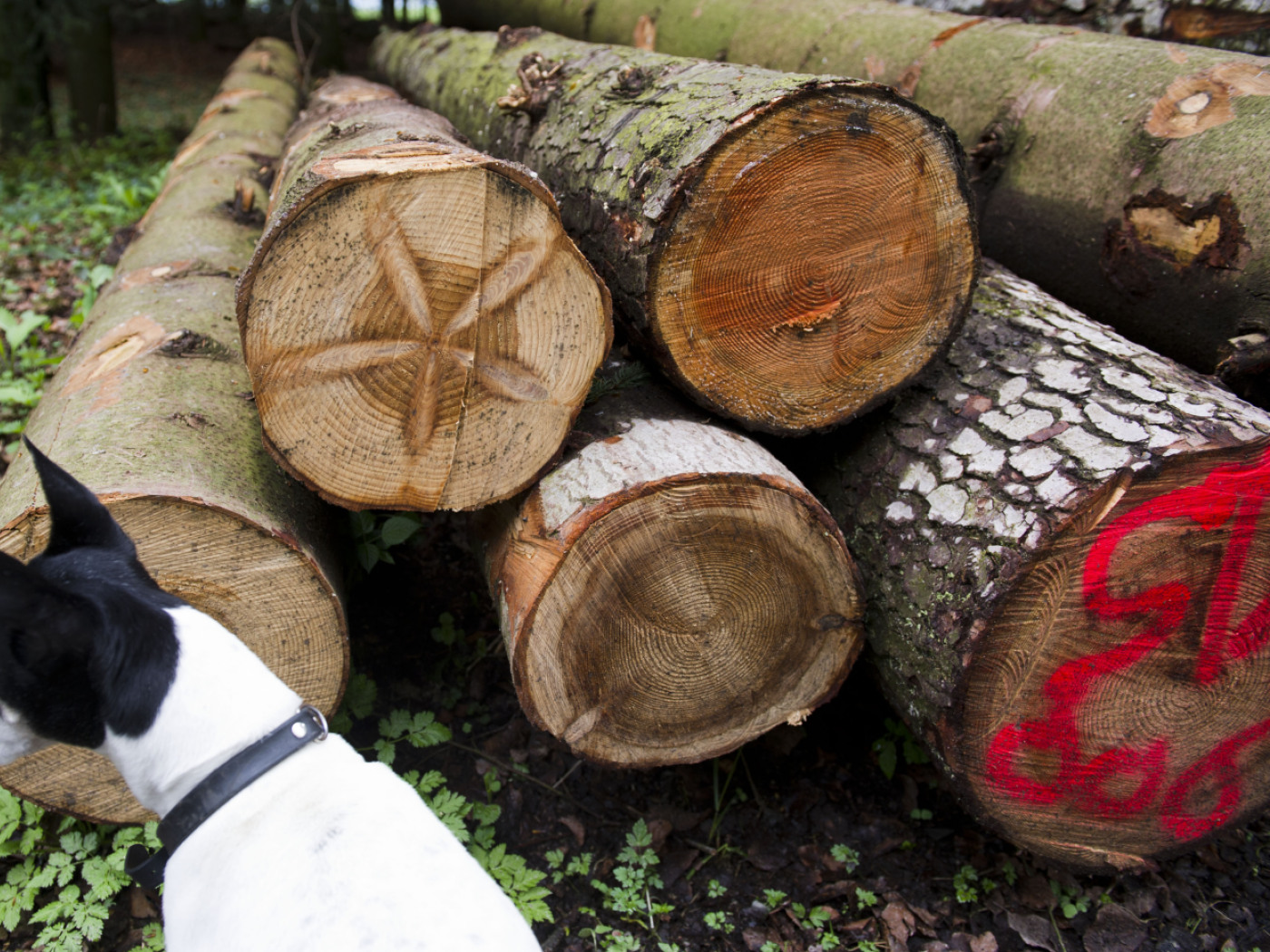 Once again, less wood is being felled in Swiss forests