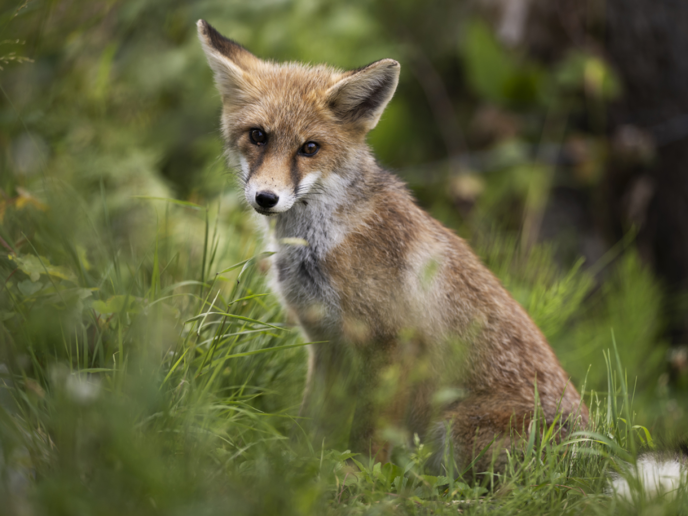 Number of cases of fox tapeworm disease on the rise according to study