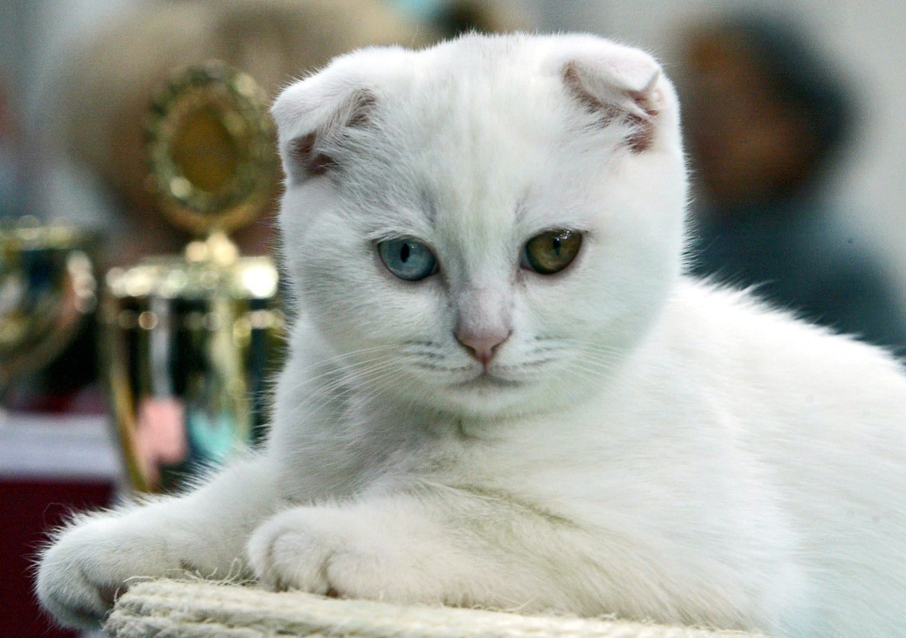 一只苏格兰折耳猫。