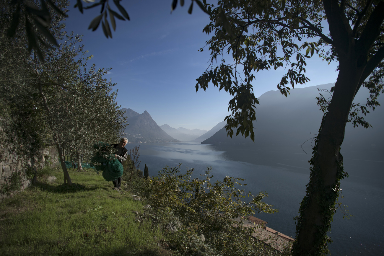 Uliveti sulle rive del Lago di Lugano.