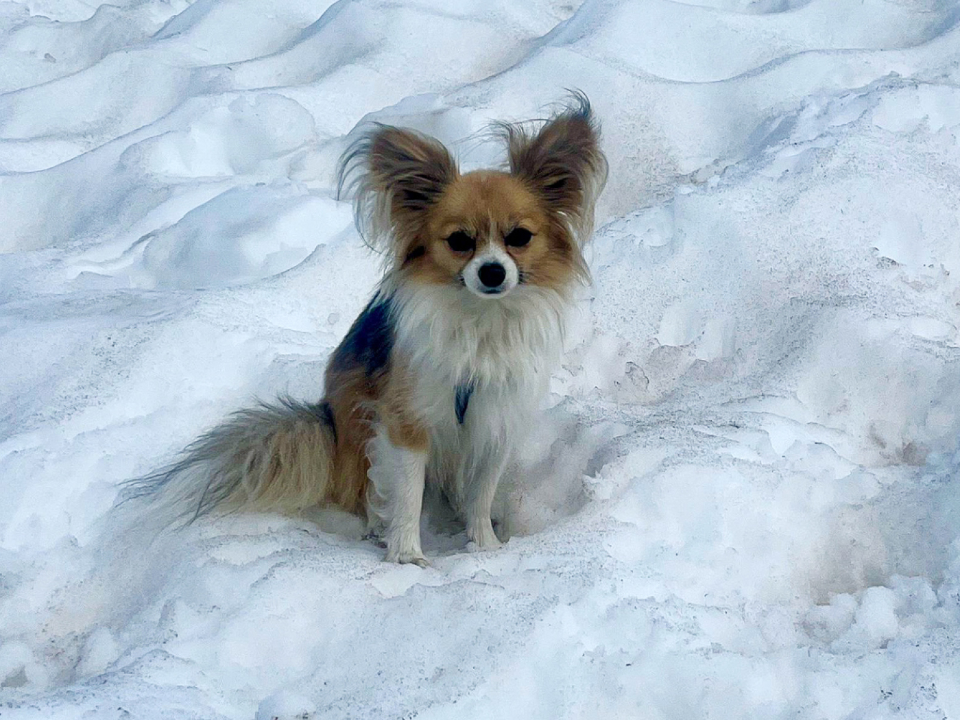 Chihuahua leads rescue team to man in crevasse above Saas-Fee