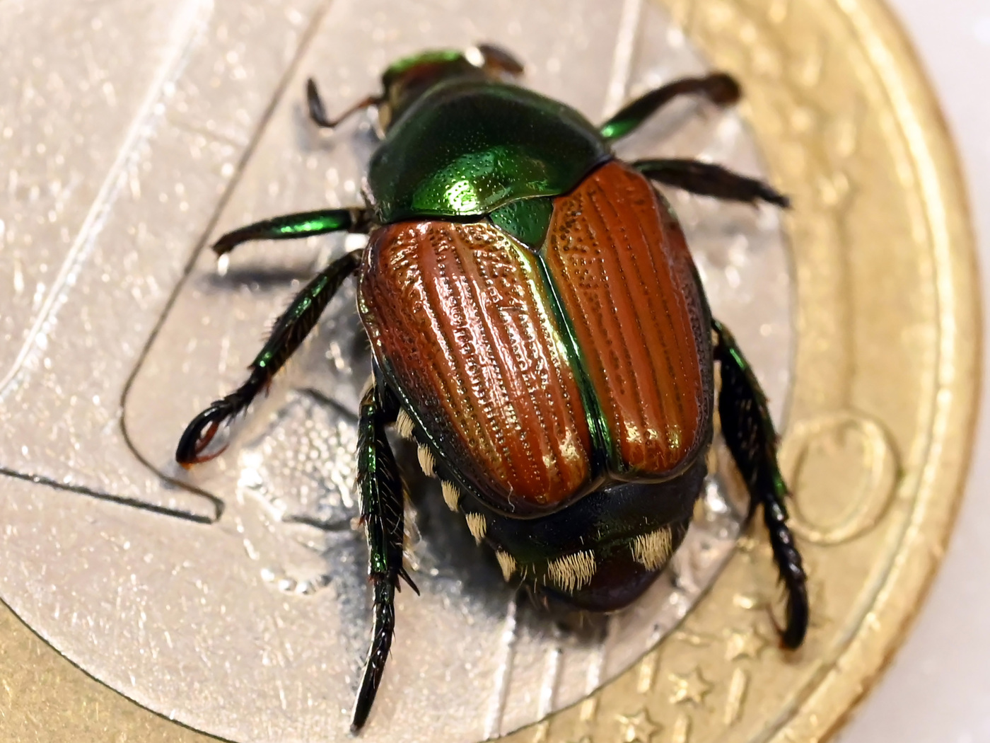 Canton Aargau enacts buffer zone in the fight against Japanese beetles