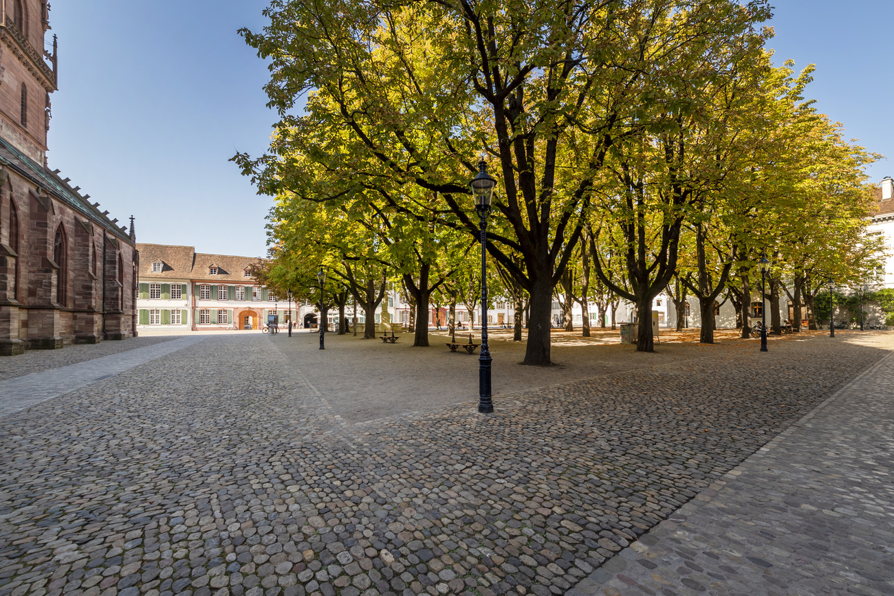alberi in contesto urbano