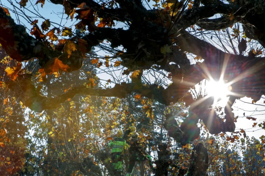 The plane tree could be an effective weapon in the fight against urban heatwaves.