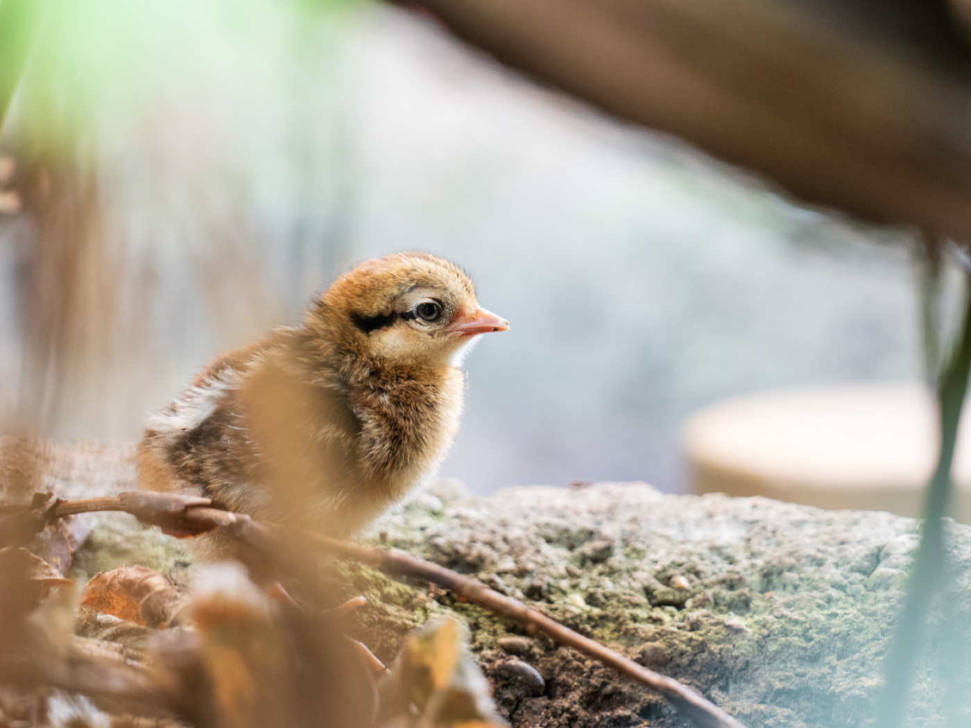 Basel Zoo announces offspring of endangered bird species