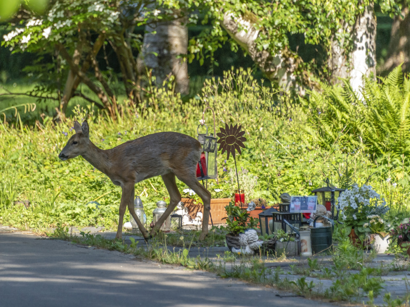 Deer return to Winterthur cemetery