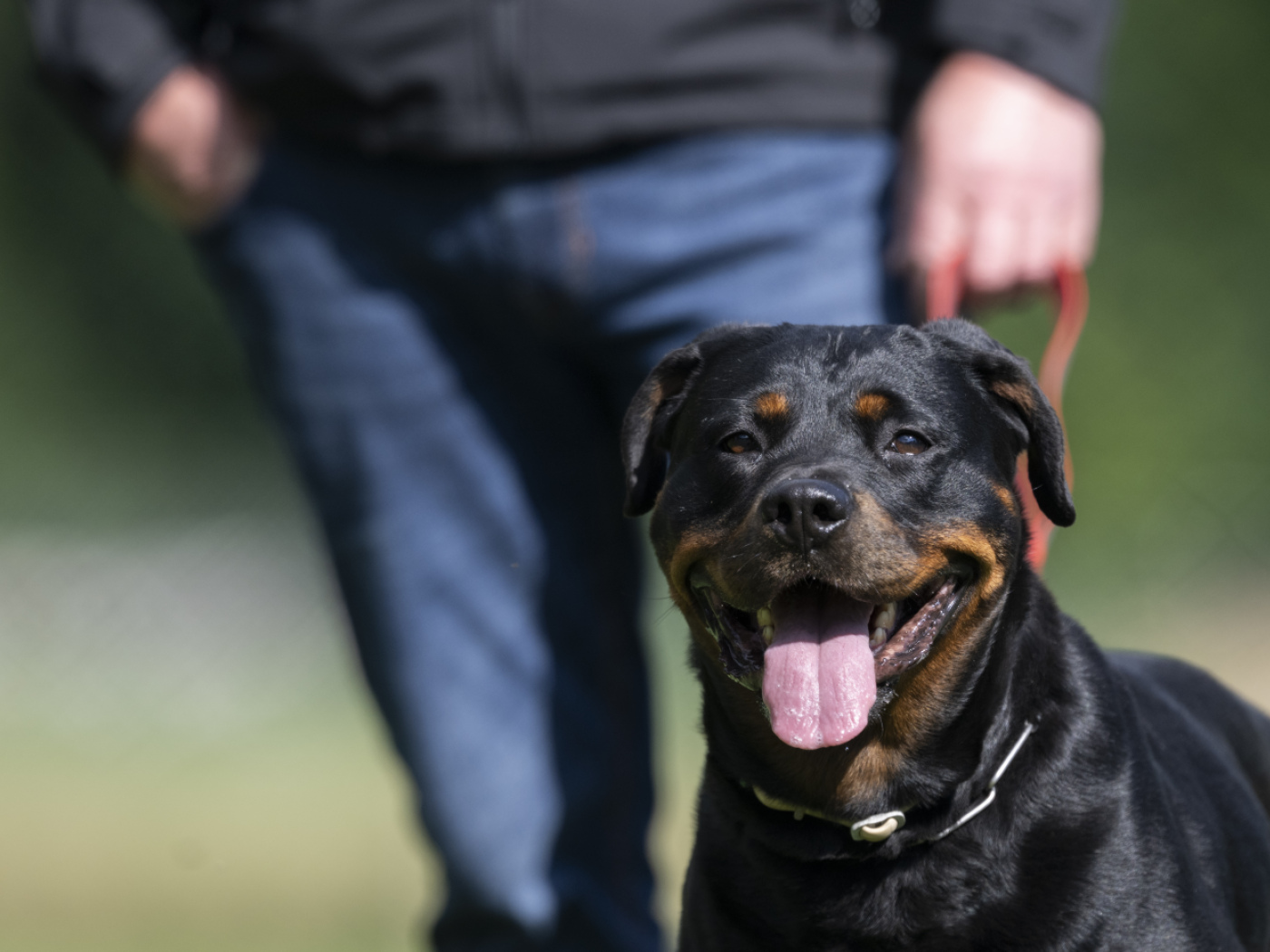 Der Kanton Zürich testet 306 Rottweiler - SWI swissinfo.ch