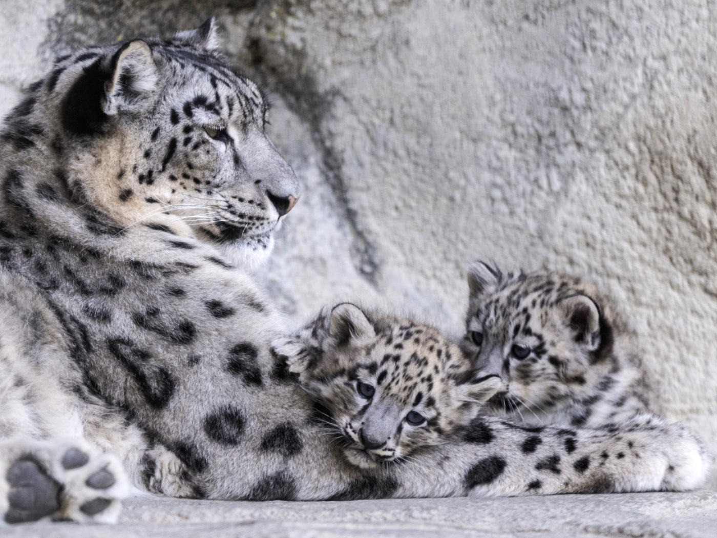 Snow leopard gives birth to three balls of fur at Zurich Zoo
