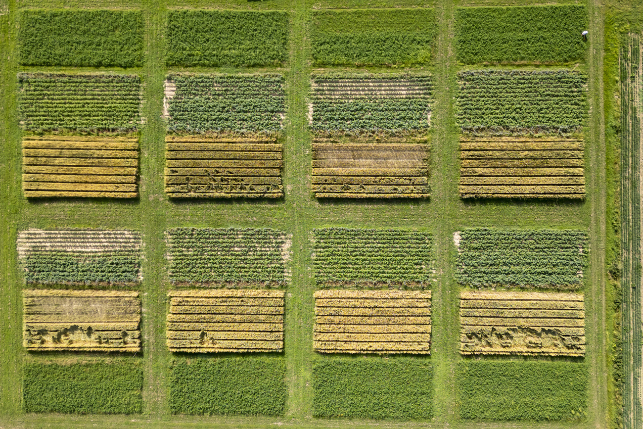 Campo