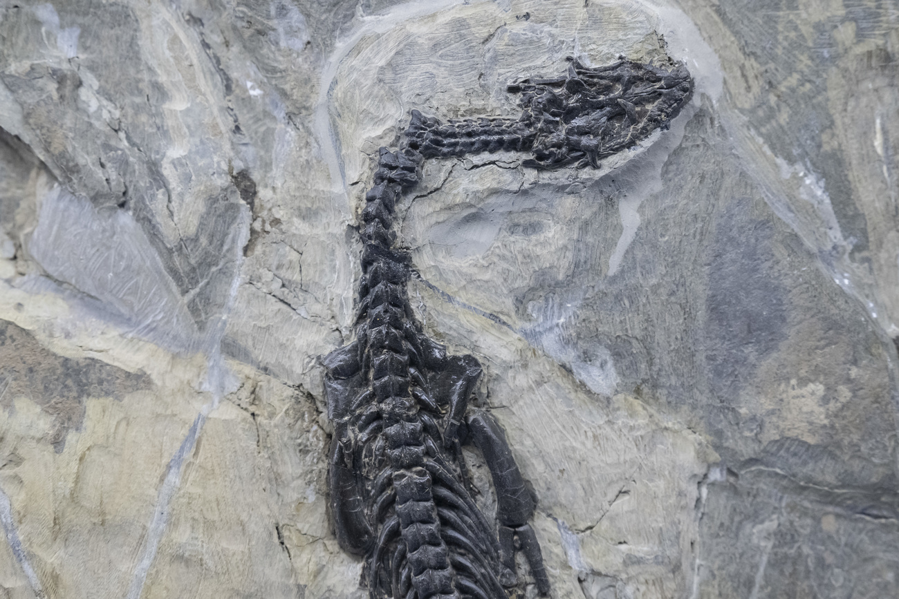 fossile
