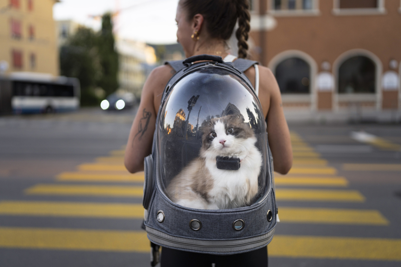 Gatto in una borsa trasparente