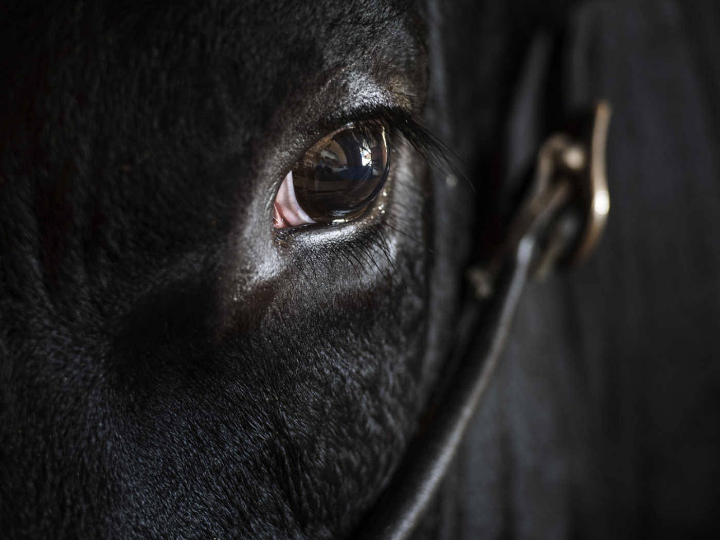 A bull still on the prowl above St-Aubin (NE)