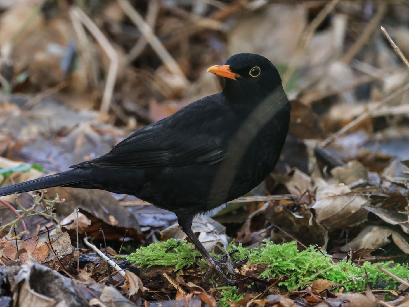 Frequently occurring species important for the stability of food webs