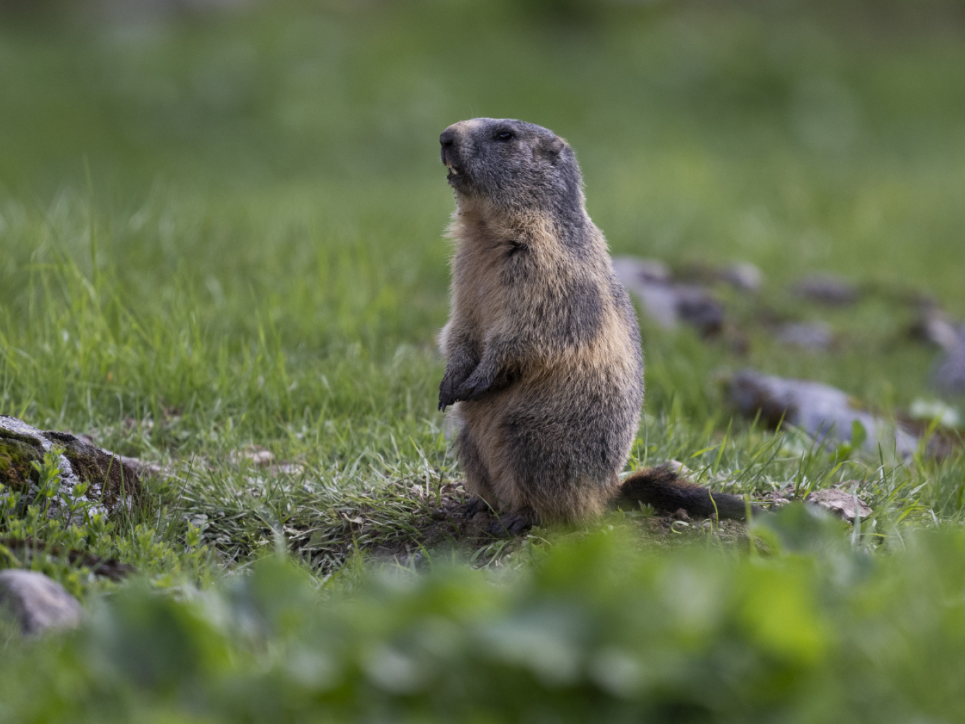 Marmots move a little higher due to climate change