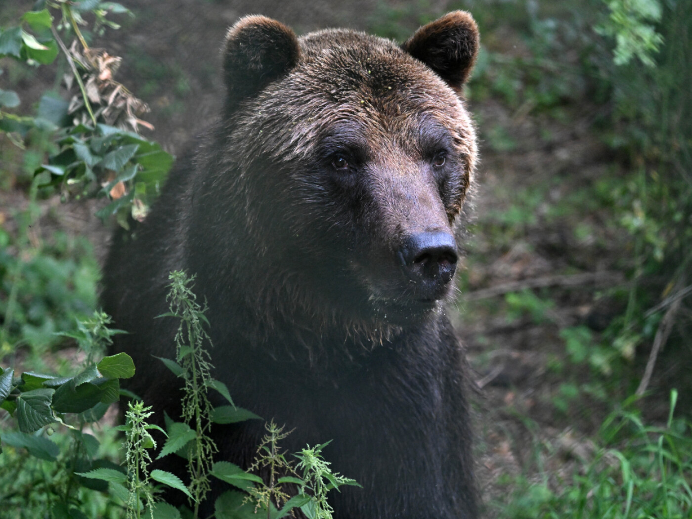 Bears have been wandering through Switzerland again for twenty years