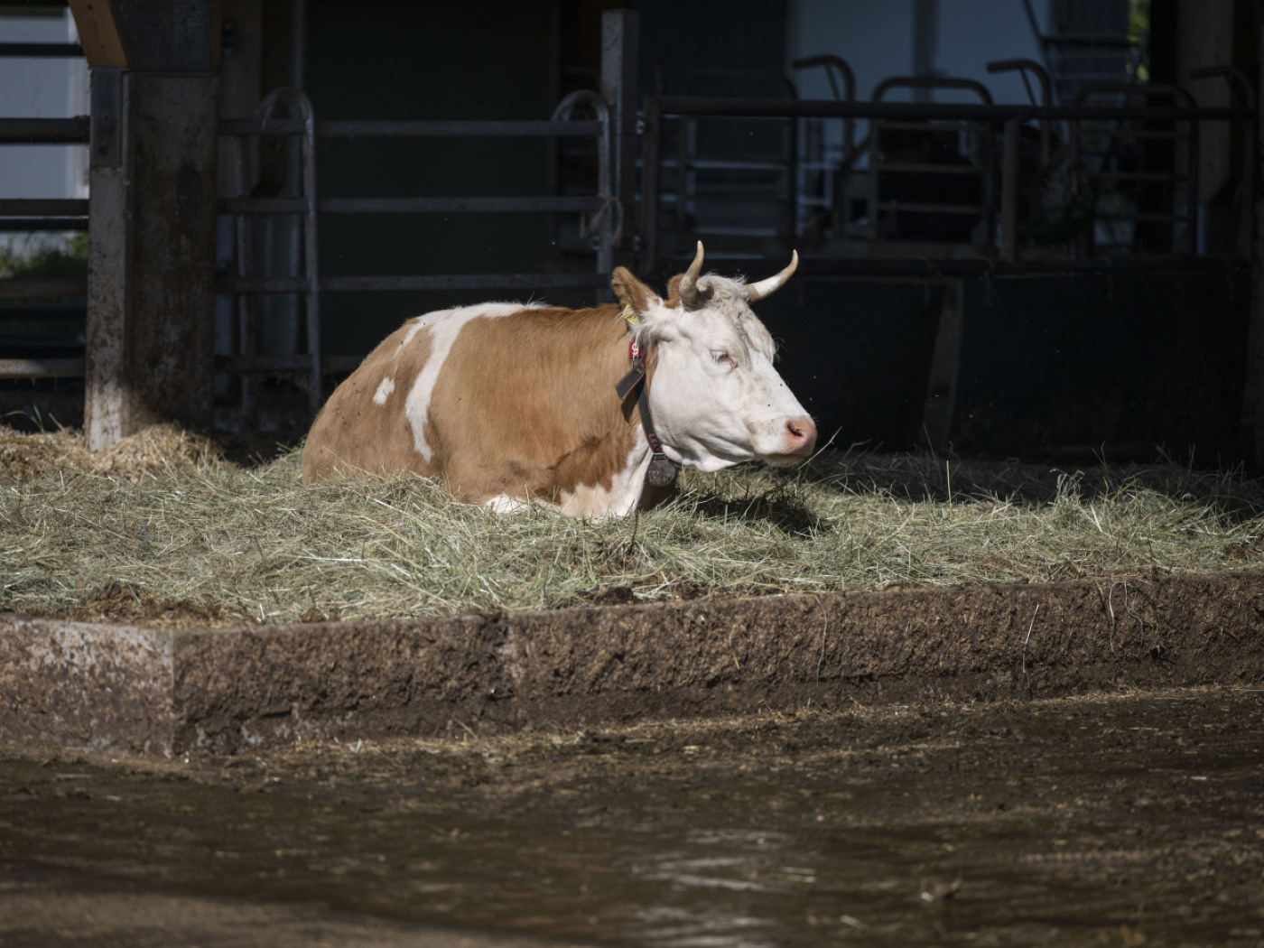Compulsory vaccination against cattle disease in Geneva and parts of Vaud