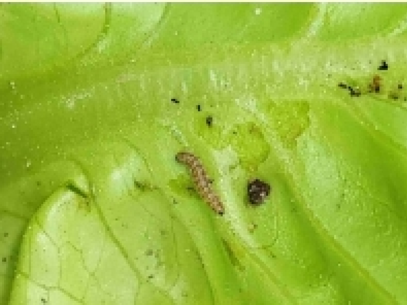 A tropical parasite moves from Switzerland to Germany