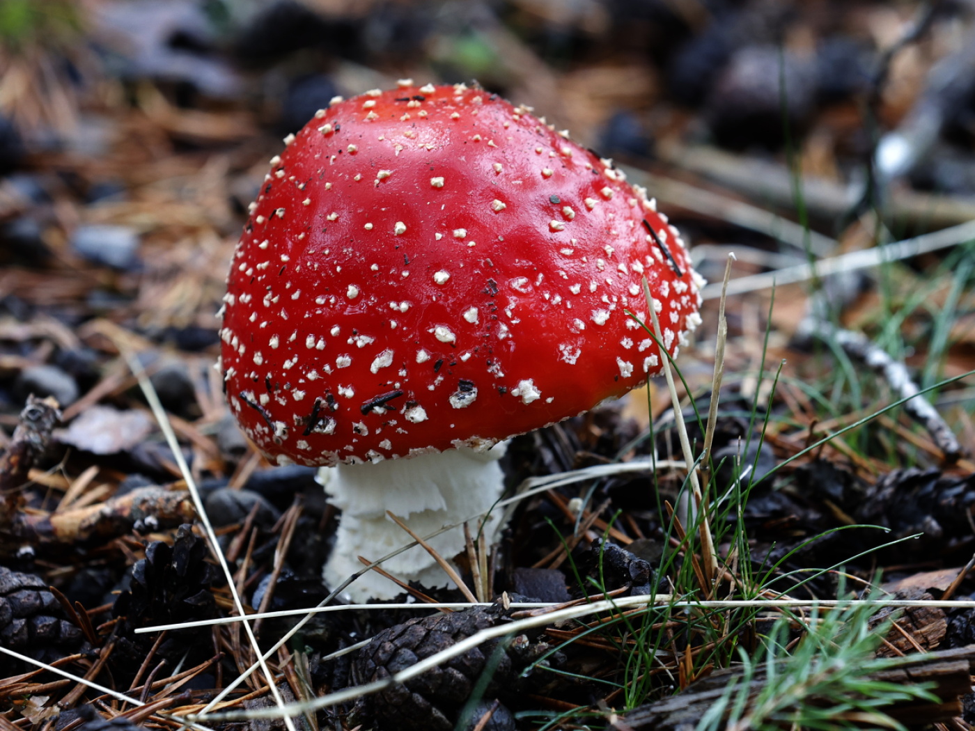 amanita muscaria