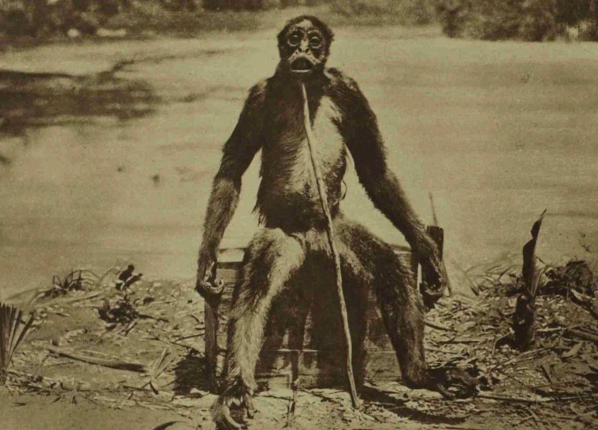 old picture of an ape