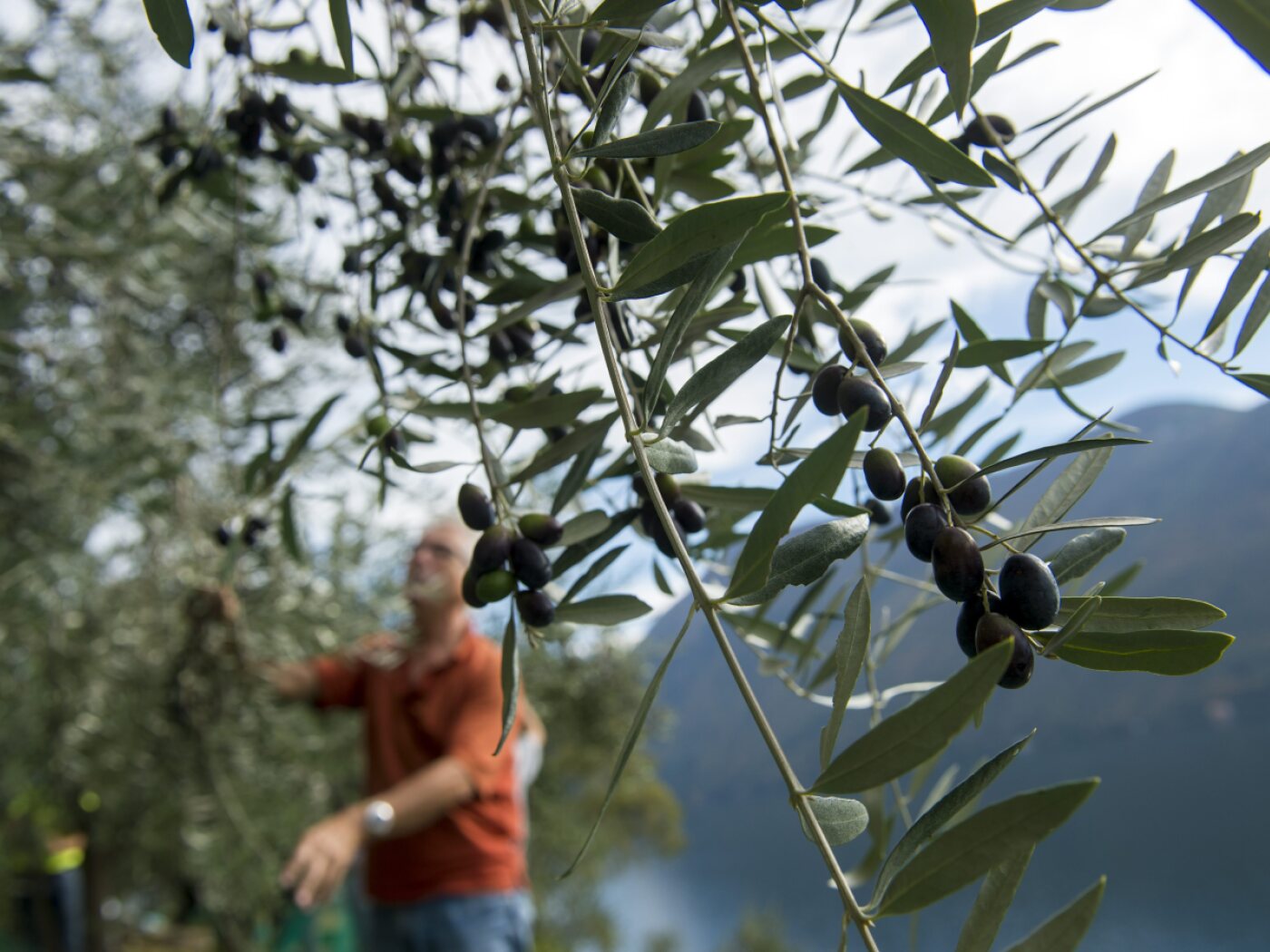 Romandie thanks to warm weather points to olive trees, could overtake Ticino