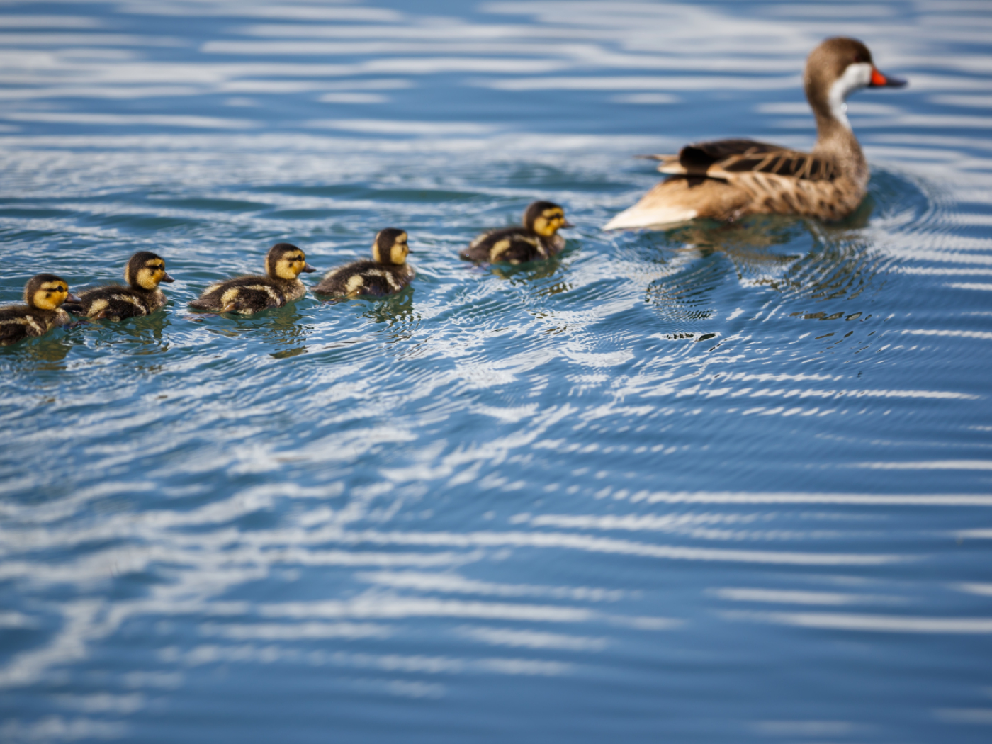 The role of leader increases stress in animals too