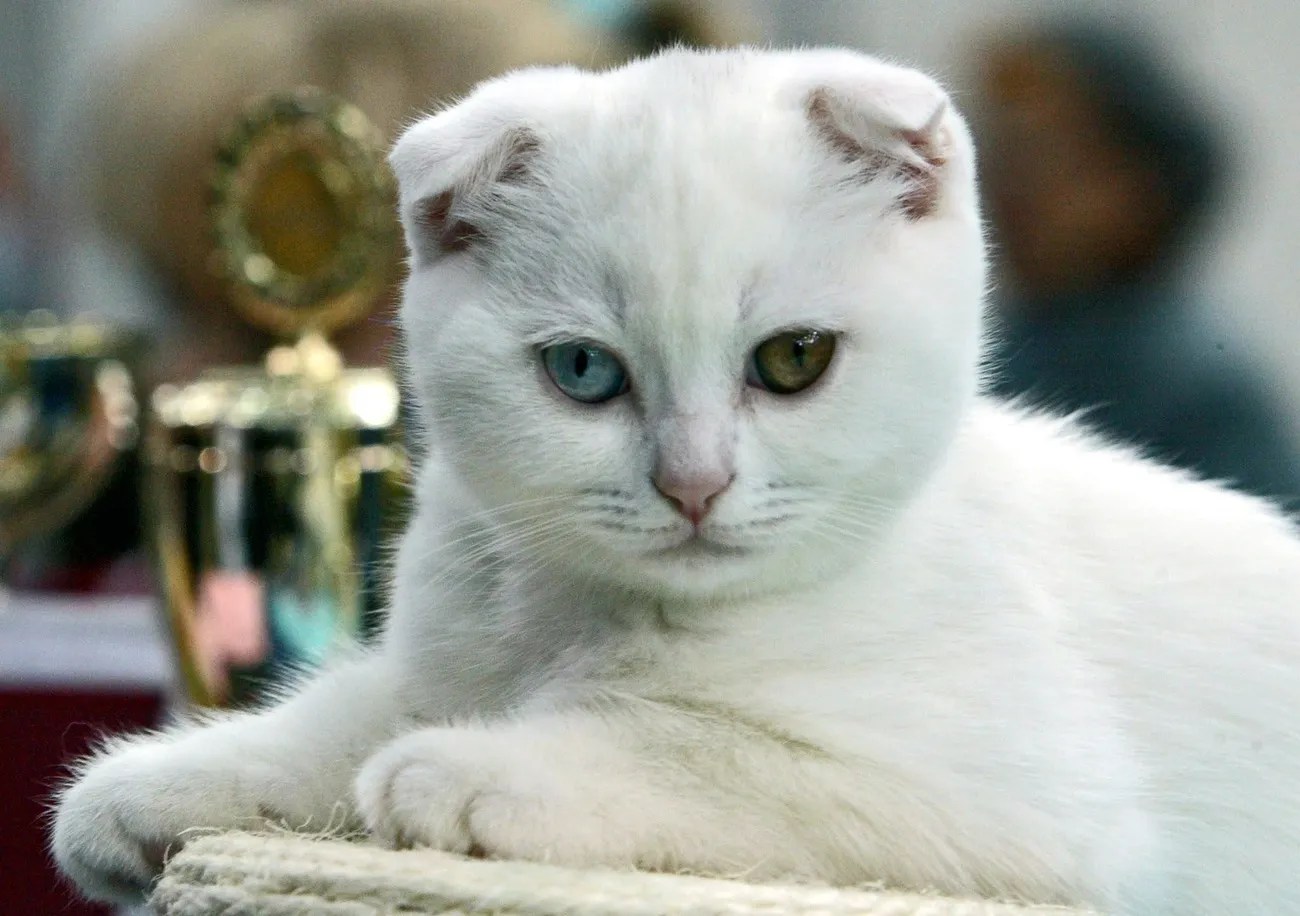 一隻蘇格蘭折耳貓。