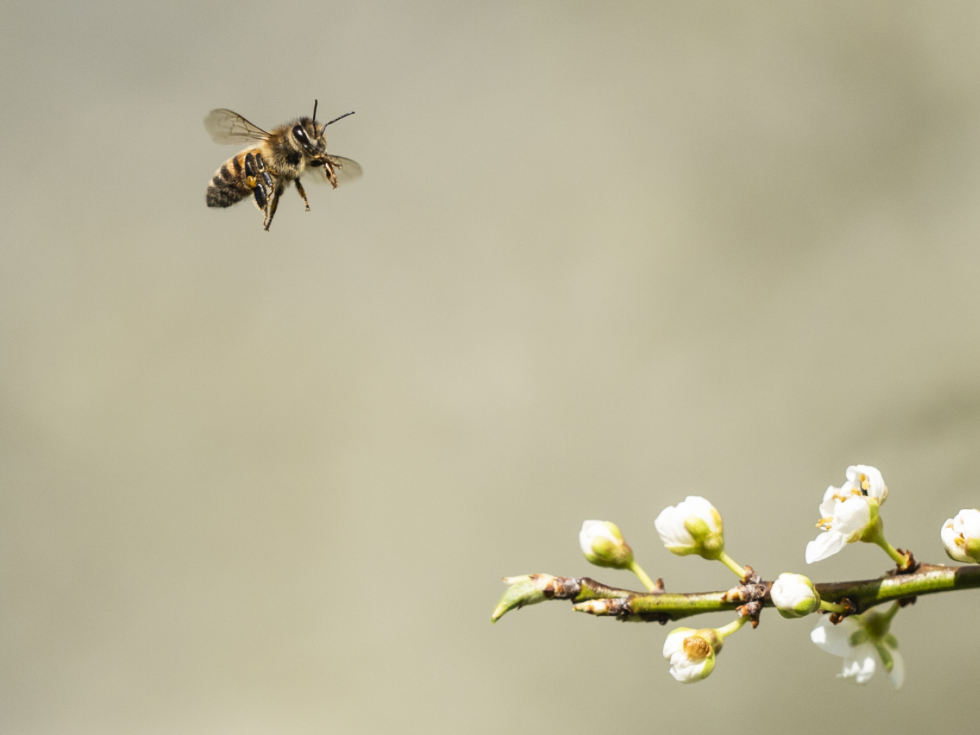 Jura: harps and muzzles to trap Asian hornets