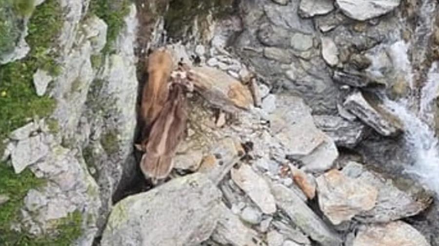 animali tra le rocce