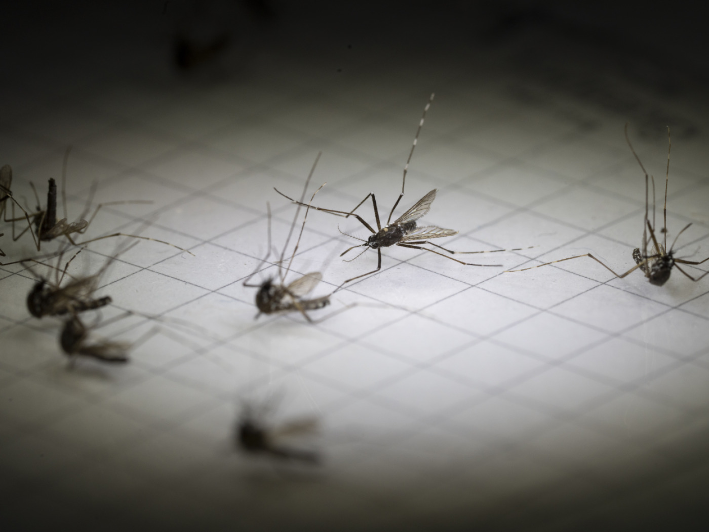 No tropical viruses detected in mosquitoes in the canton of Basel-Stadt