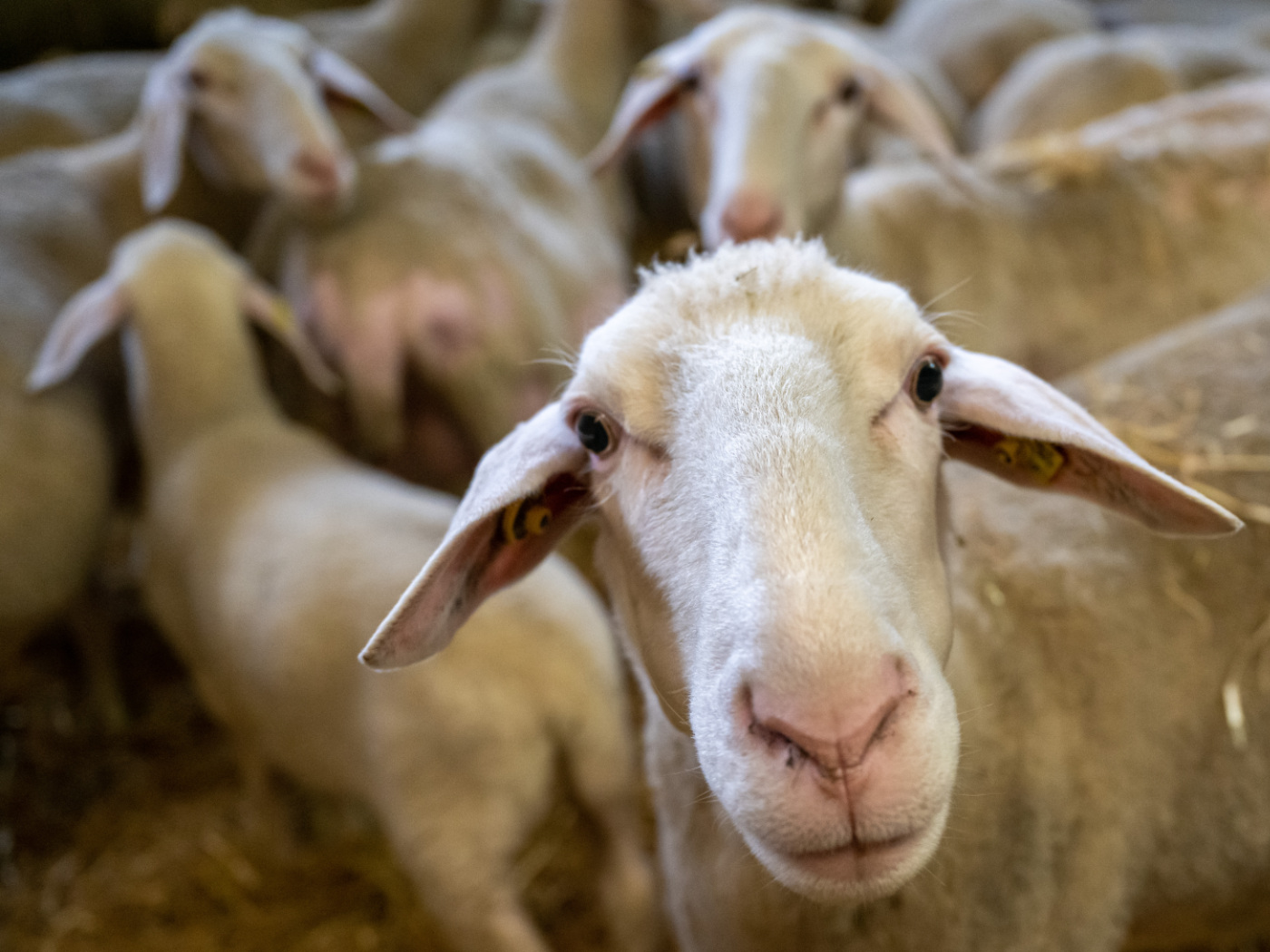 Three animal diseases closely monitored by the federal government