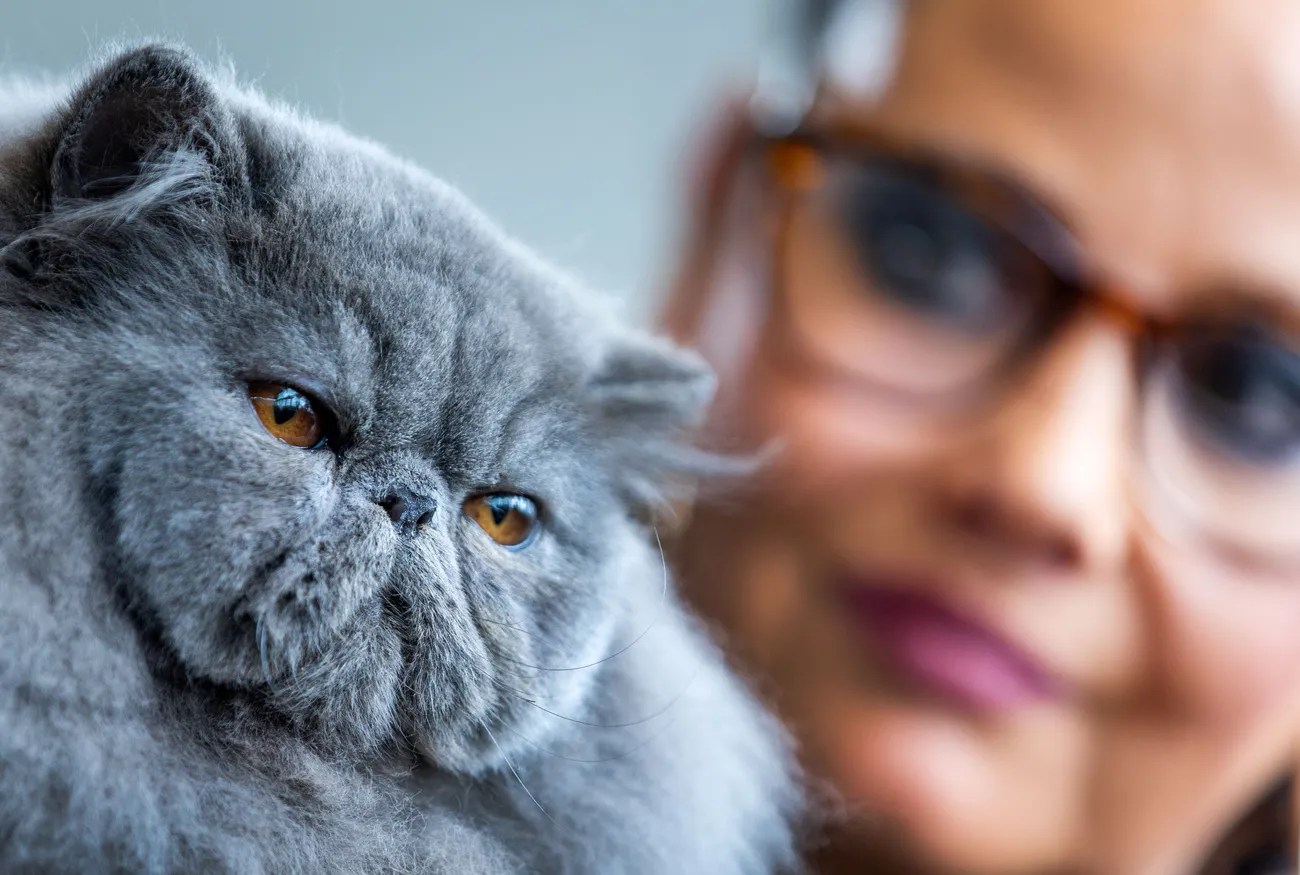 2023年，一名貓主人在梅克倫堡-西波美拉尼亞的一次展覽會展示她飼養的波斯貓。此品種容易出現淚痕，呼吸困難等問題。