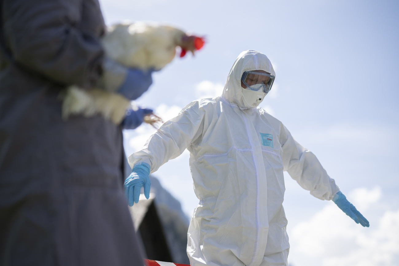 A man in protective clothing next to a chicken during a civil defence exercise on avian influenza in Glarus on Thursday, 4 May 2023.