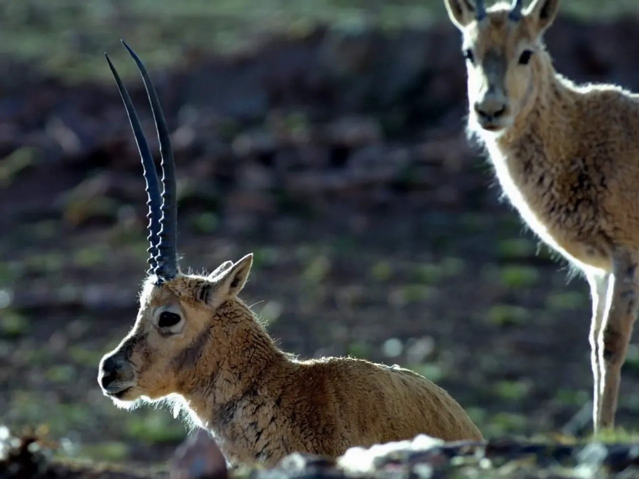 Antilope