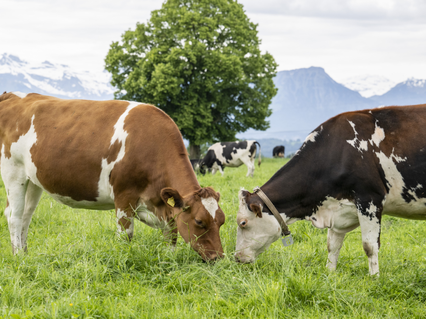 First outbreak of cutaneous nodular disease in a herd of cattle near Geneva