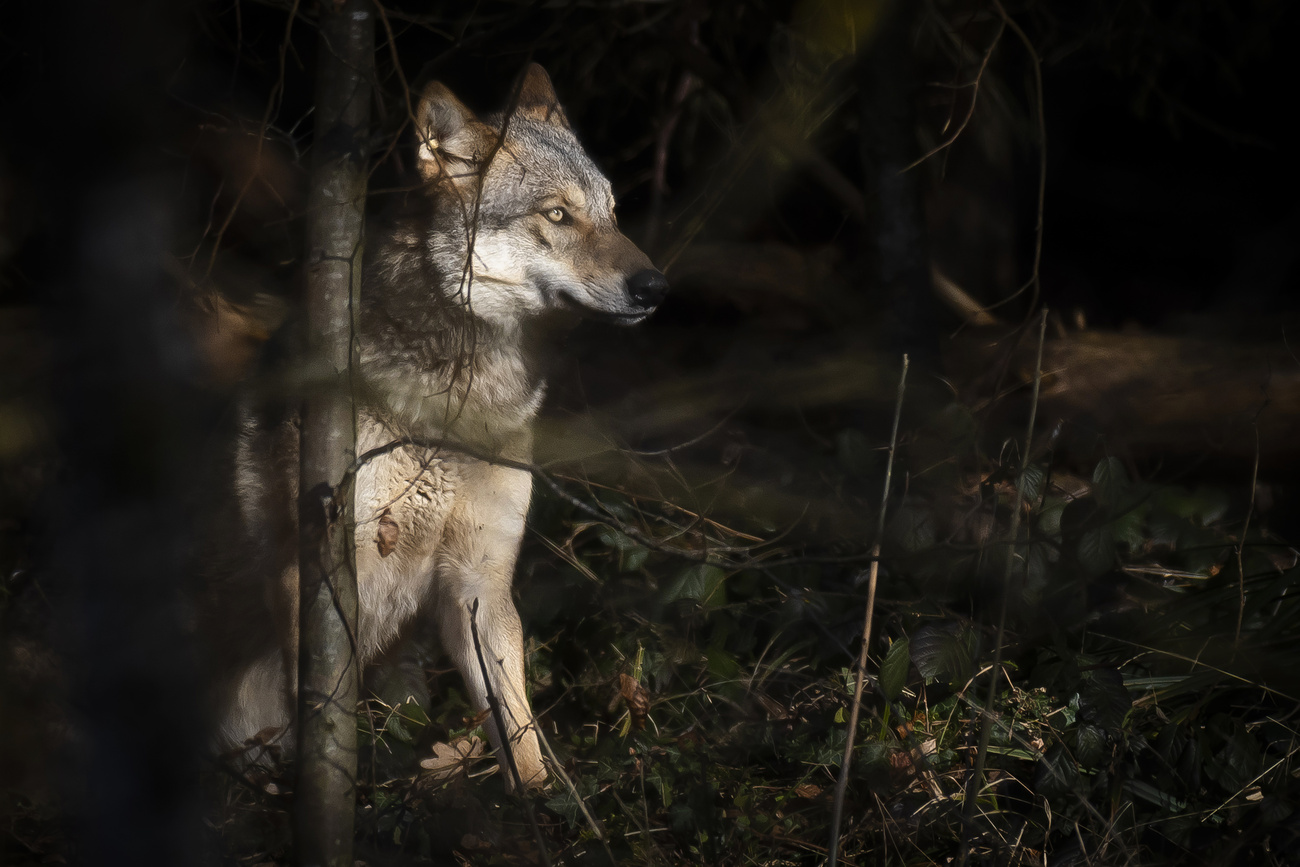 ein Wolf