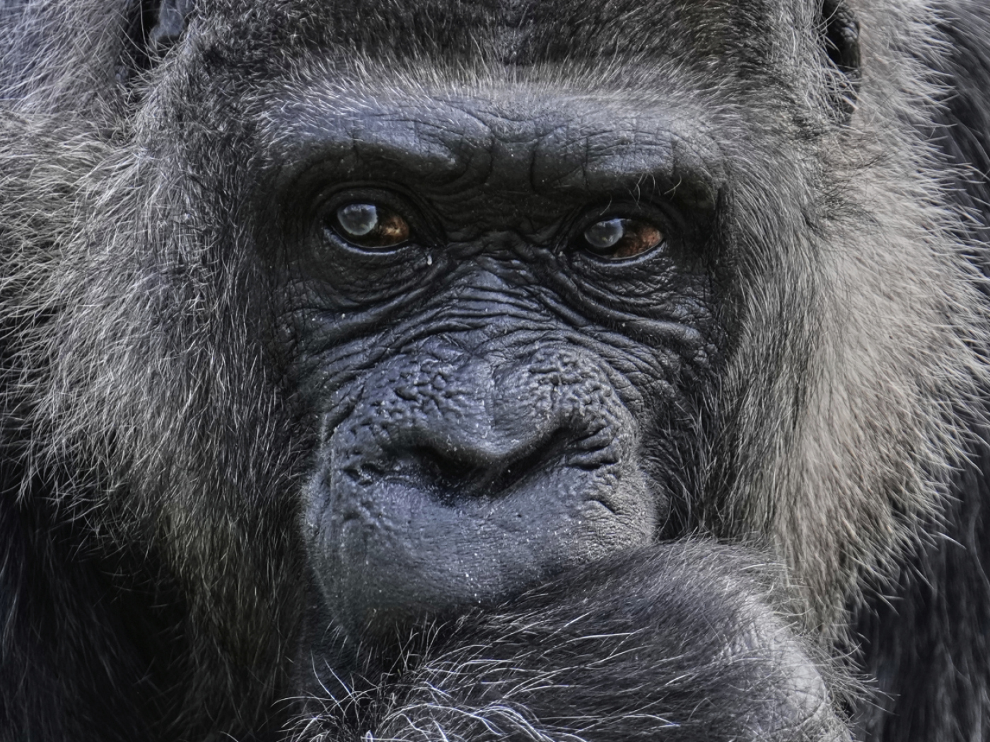 How female gorillas avoid inbreeding