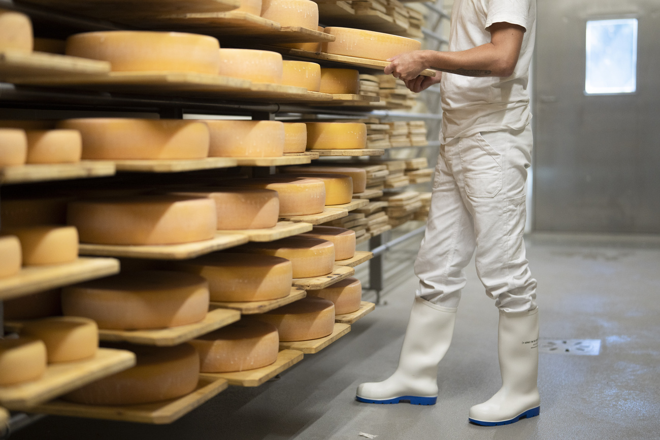 チーズ製造