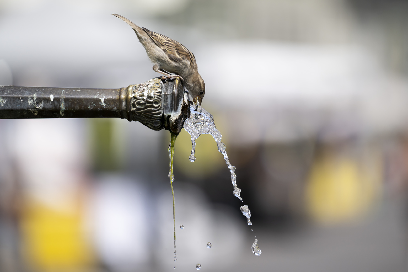 uccello che beve da una fontana