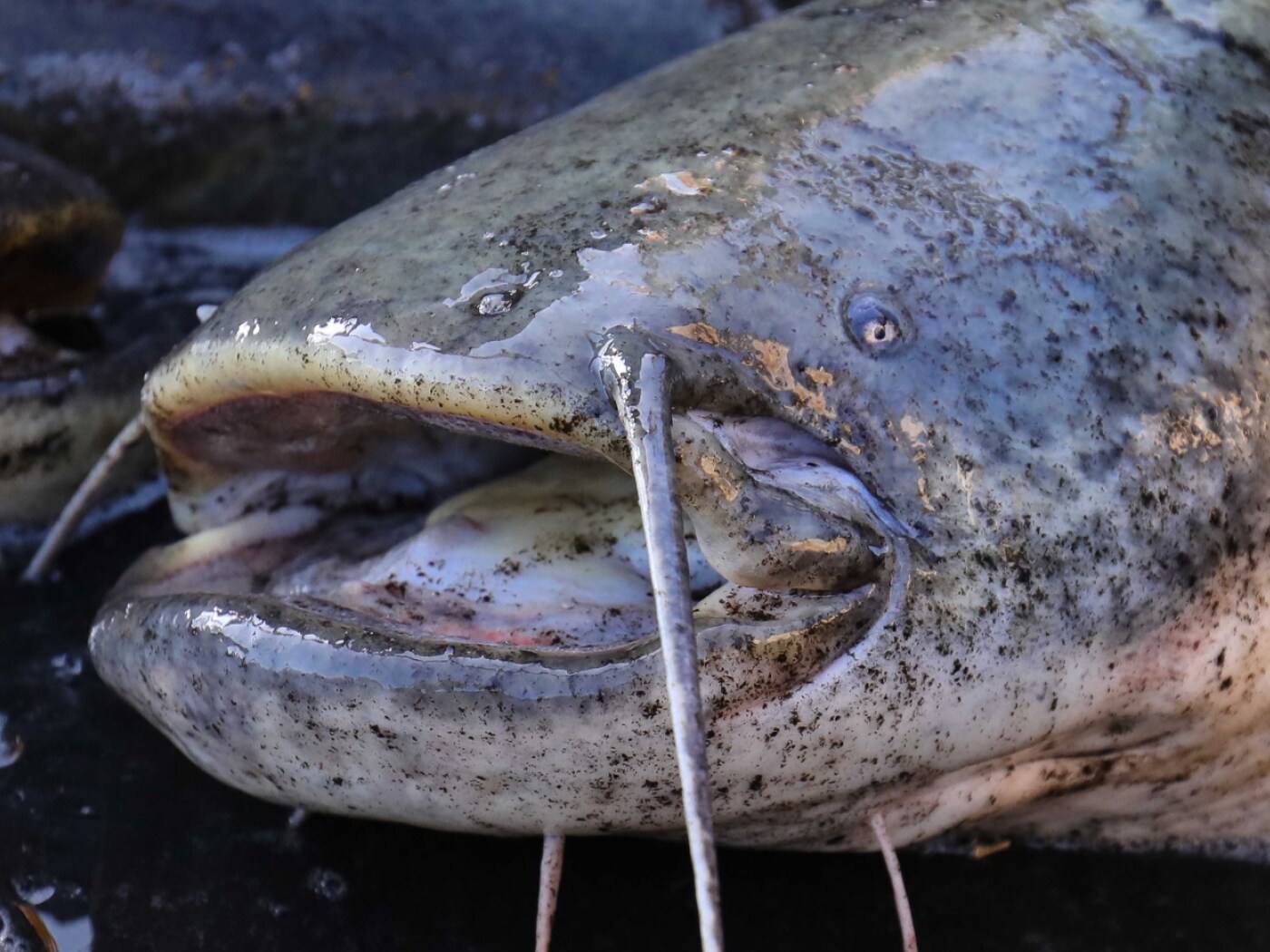 Catfish are slowly but surely making their way into the restaurant
