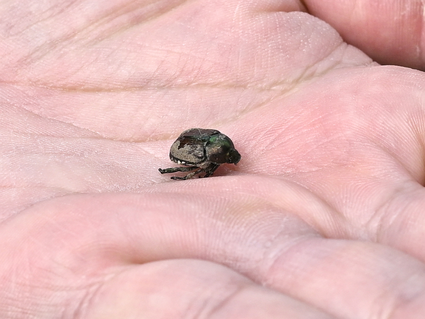 First outbreak of Japanese beetle identified in Geneva