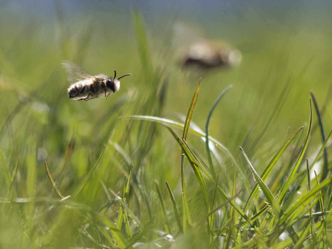 More bees in the forest thanks to ecological enrichment