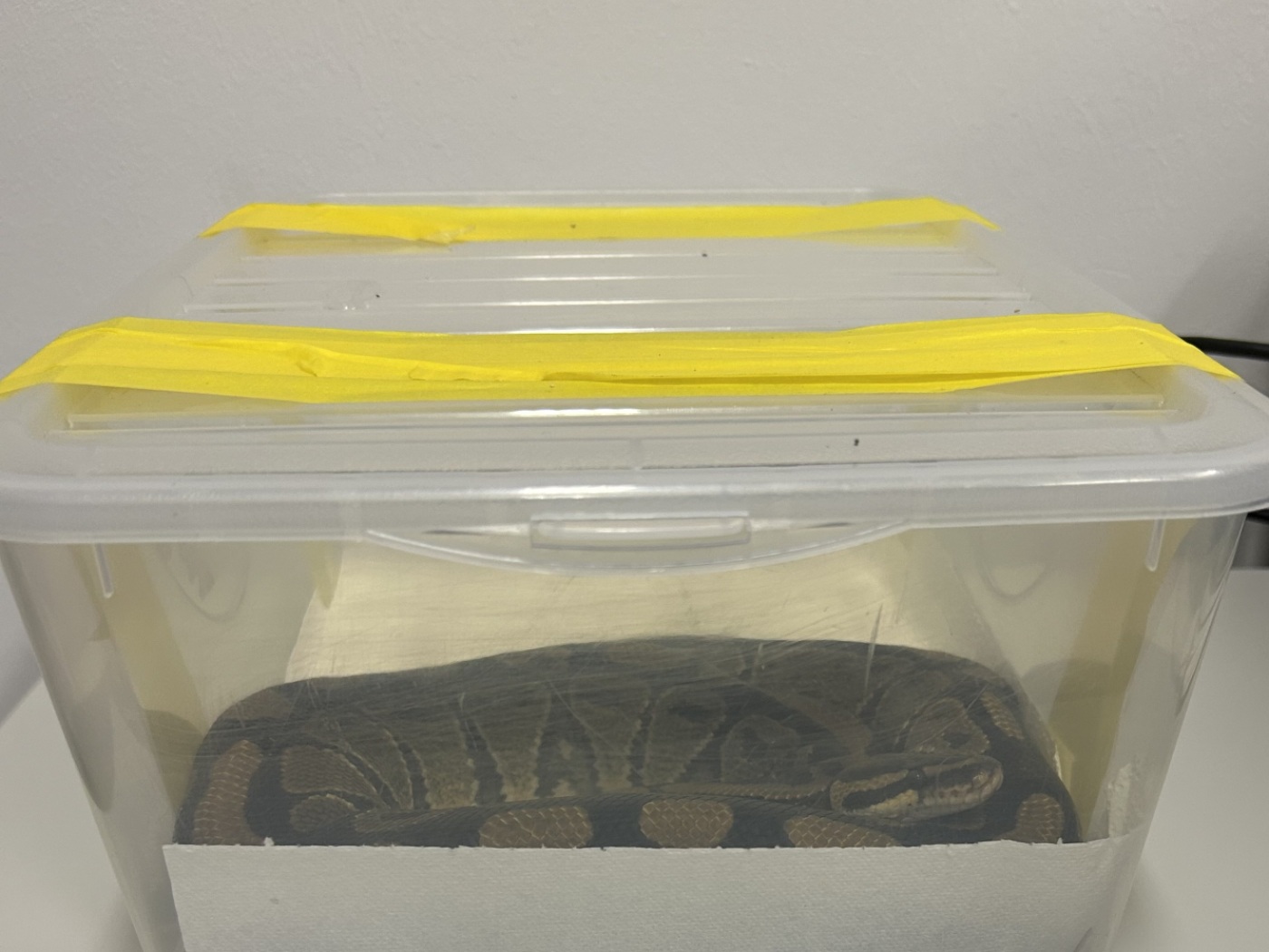 Swiss customs officers seize a royal python in Ticino